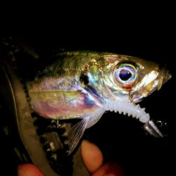 サヨリの絨毯で…