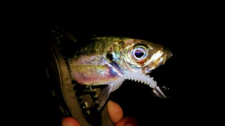 サヨリの絨毯で…