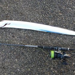 サゴシ狙いやめて太刀魚狙い