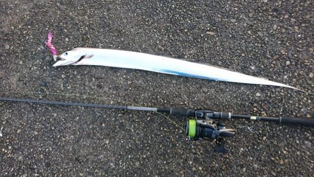 サゴシ狙いやめて太刀魚狙い