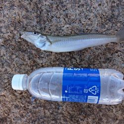 秋の落ちギス～