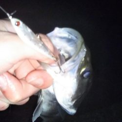 久しぶりにアジ