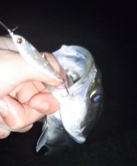 久しぶりにアジ