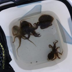 今年初イイダコ