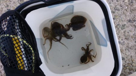 今年初イイダコ