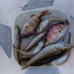 結局いつものやつら