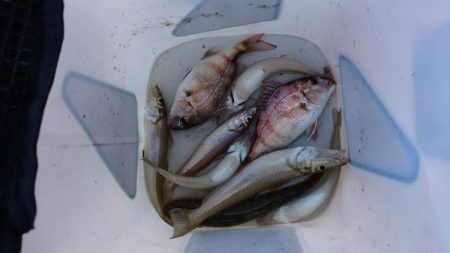 結局いつものやつら