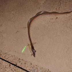 淡路島イイねぇ~