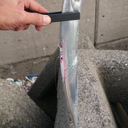 タチウオはたくさん