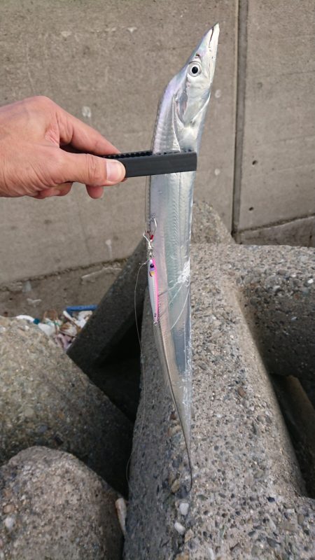 タチウオはたくさん