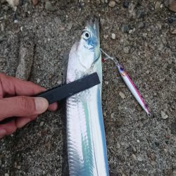 タチウオはたくさん2