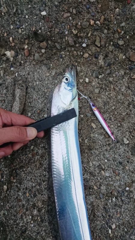 タチウオはたくさん2