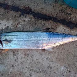 タチウオ1週間コンプリート