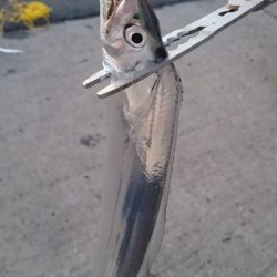 タチウオやっぱり渋かった