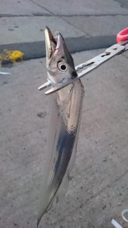 タチウオやっぱり渋かった