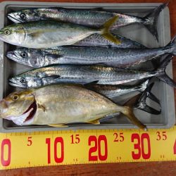 サゴシきてますね〜(エソも)