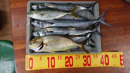 サゴシきてますね〜(エソも)