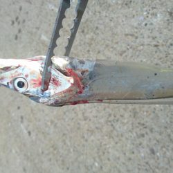 南港タチウオやっぱりまだ渋い