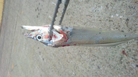 南港タチウオやっぱりまだ渋い