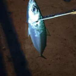 南港タチウオ激渋