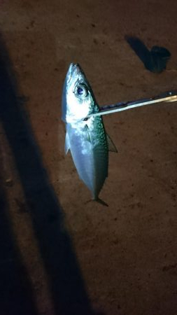 南港タチウオ激渋