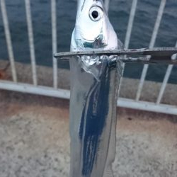 タチウオ久々のプチ遠征