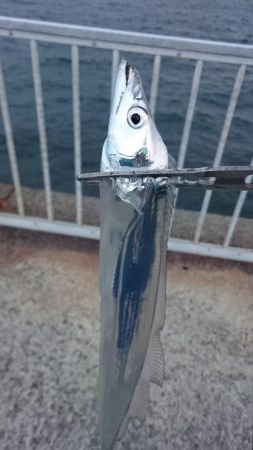 タチウオ久々のプチ遠征