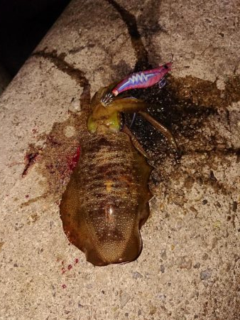 連発あるも渋い