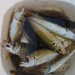 無限アジ・たまにサバ