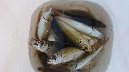 無限アジ・たまにサバ