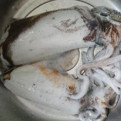 今シーズン最後？のアオリイカ