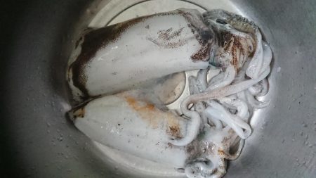 今シーズン最後？のアオリイカ