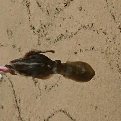 イイダコ・アジ