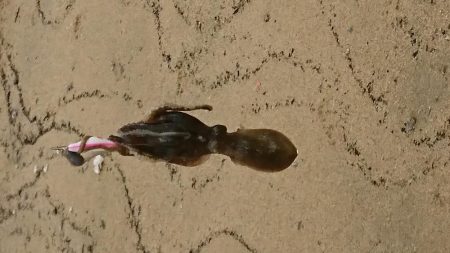 イイダコ・アジ