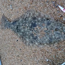 スッテDEフラット？