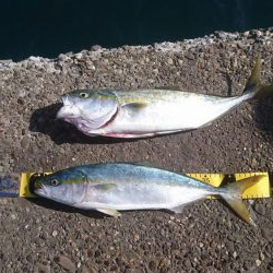 ブルーランナー