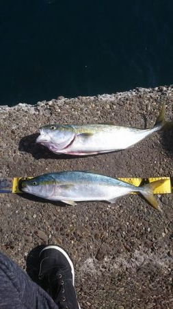 ﾌﾞﾙｰﾗﾝﾅｰ