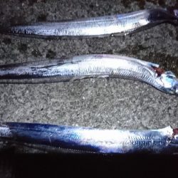 タチウオだけよく釣れた(笑)