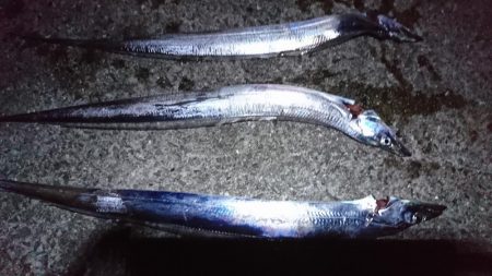 タチウオだけよく釣れた(笑)