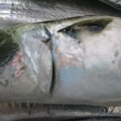 俺のタチ魚はすごいんです