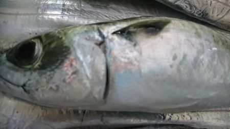 俺のタチ魚はすごいんです