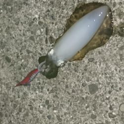 このハマチ ハウマッチ