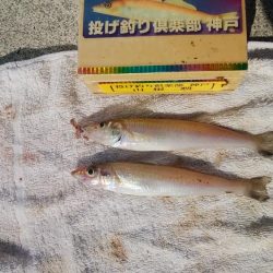 妻鹿へキス釣査