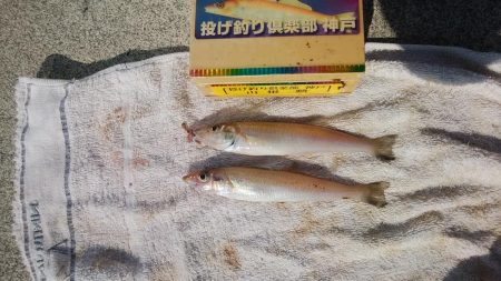 妻鹿へキス釣査