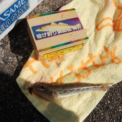 ハゼが入れ食い