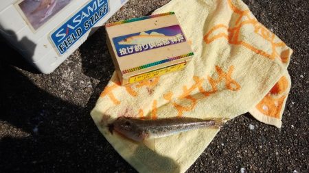 ハゼが入れ食い