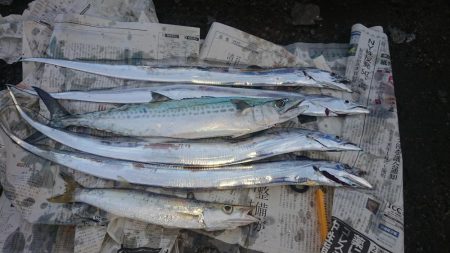 時合いは明け方に