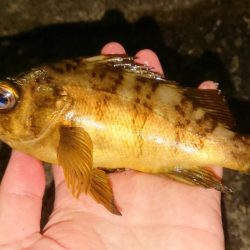 常夜灯はパラダイス