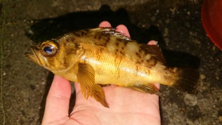 常夜灯はパラダイス