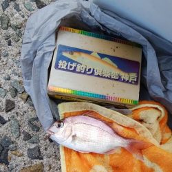 キス調査しました